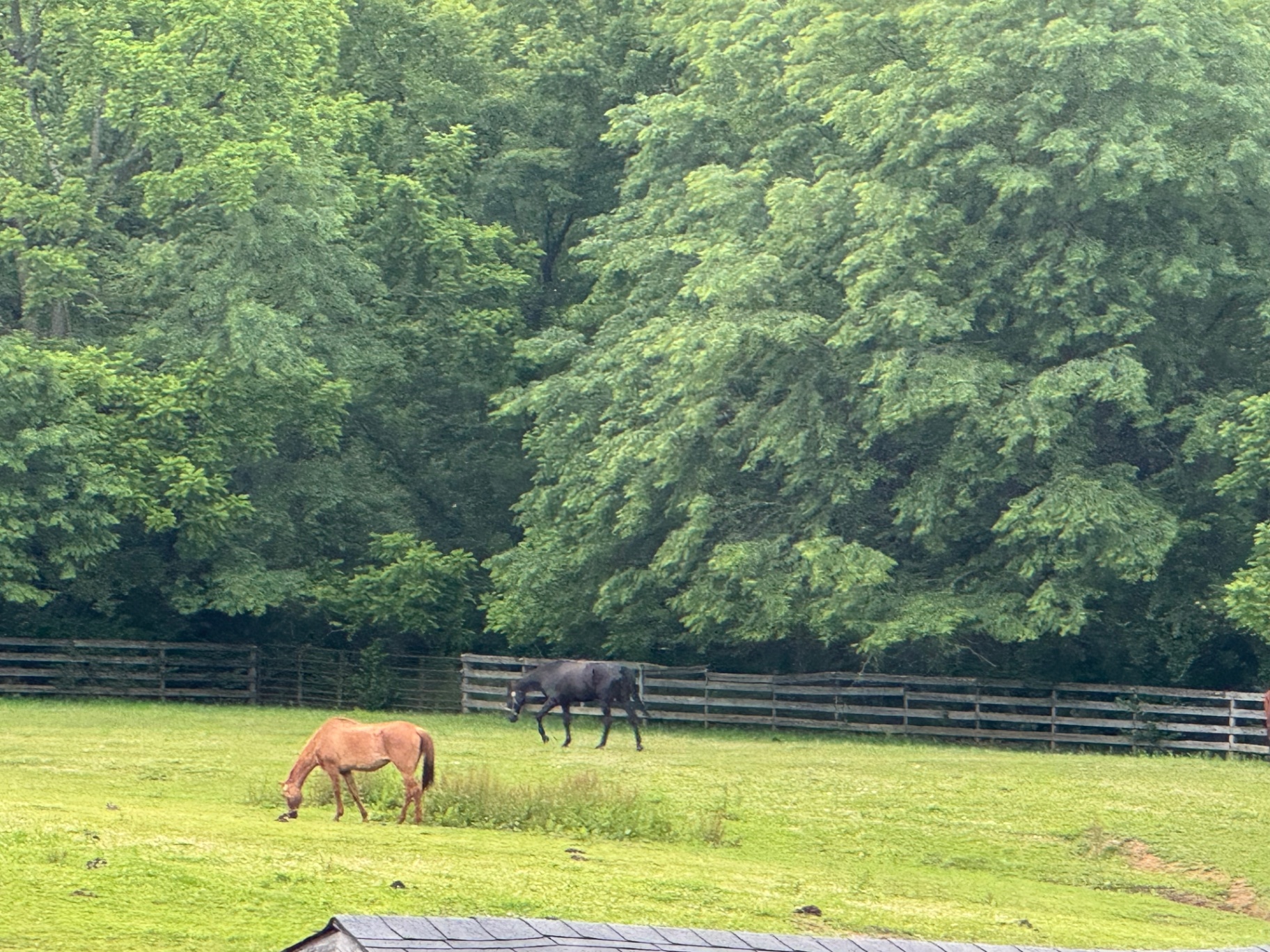 Two horses grazing peacefully in a pasture
