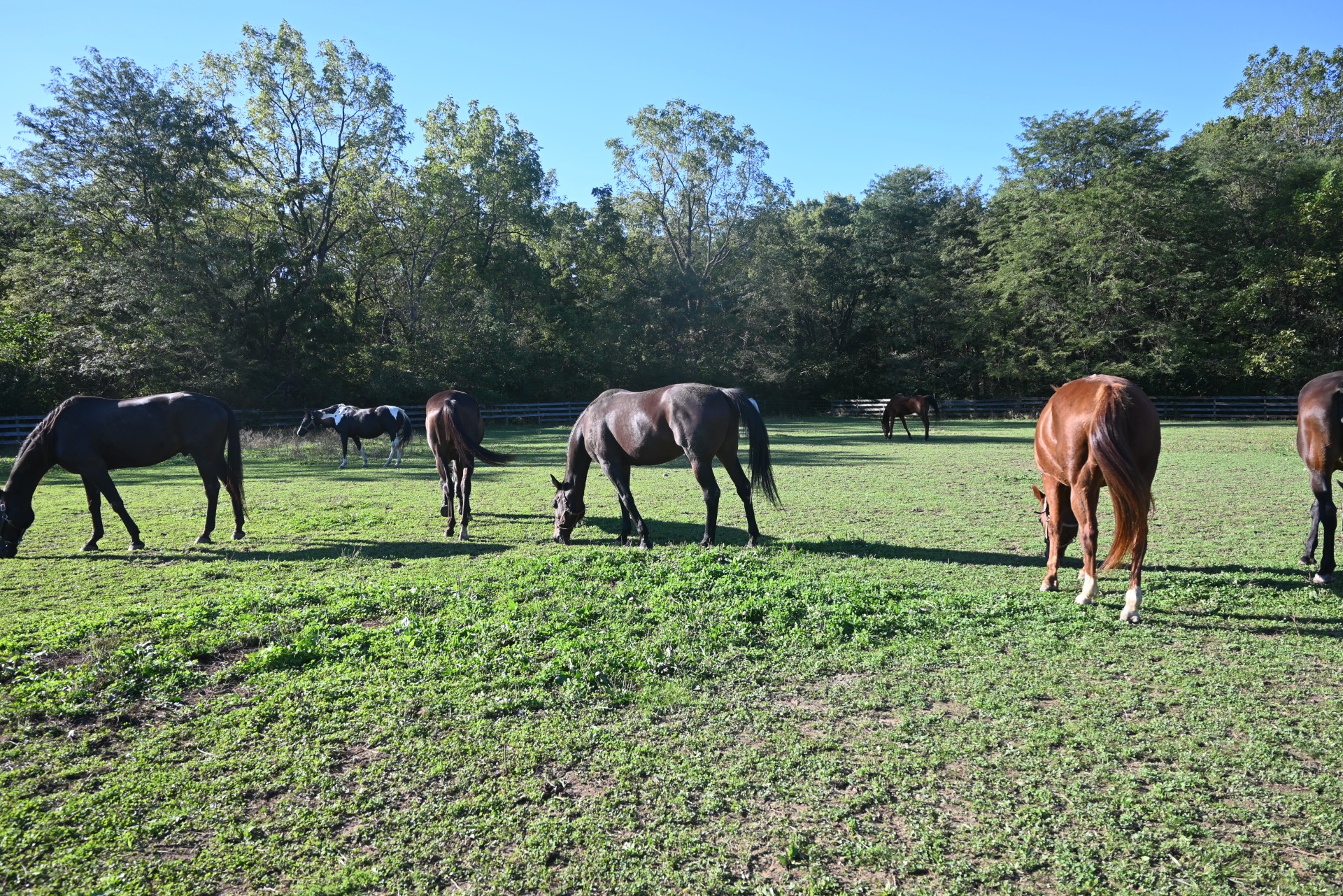 Horses grazing in a green pasture